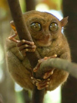 A tarsier clings to a branch in a wildlife sanctuary in the central Philippine island of Bohol. The tarsier is the world's smallest primate and a protected species in the Philippines.