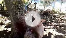 pig slaughter, Philippines on the island of Cebu