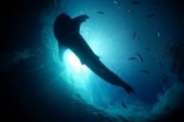 Whale Shark Oslob, Cebu - Jay Kok